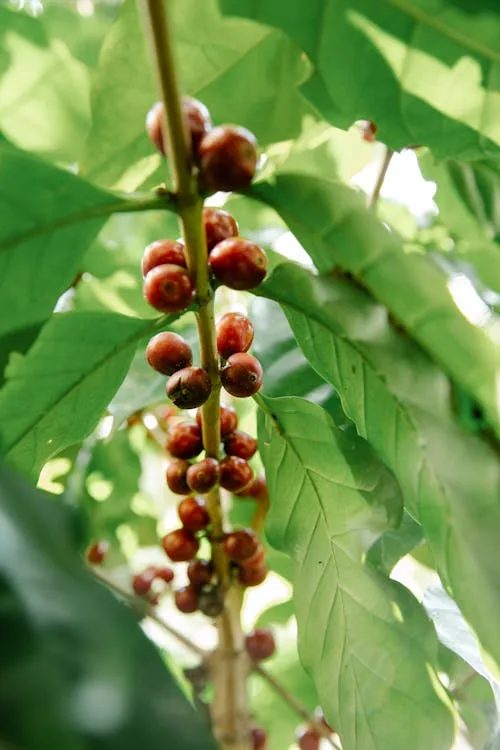 Arabica coffee trees with berries